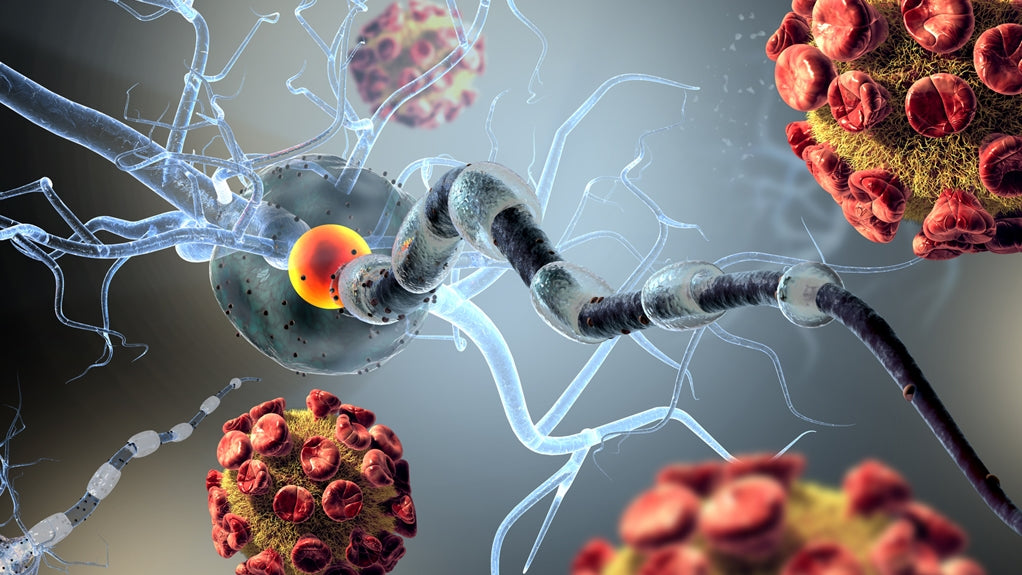 Szklerózis multiplex és a koreai ginseng